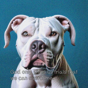 �A�����J���s�b�g�u���e���A �N�b�V�����J�o�[ 45×45cm �A�j�}���� ������� ���� �N�b�V�����{�̕t�� �����`