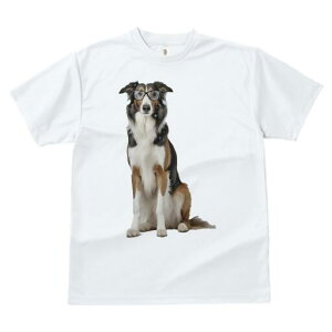 {[_[R[ TVc  j[NfUCfB[X t@  t vg JWA 킢 lԗp Mtg I Kl {[_[R[