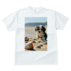 LoA TVc  j[NfUCfB[X t@  t vg JWA 킢 lԗp Mtg I r[` LoA C  Lk