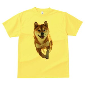 Č TVc  j[NfUCfB[X t@  t vg lJWA 킢 lԗp Mtg I ҏ΍ Č