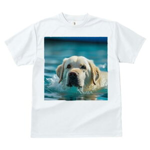 S[fgo[ TVc  j[NfUCfB[X t@  t vg lJWA 킢 lԗp Mtg I ҏ΍  S[fgo[ v[