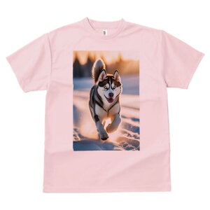 VxAnXL[ TVc  j[NfUCfB[X t@  t vg lJWA 킢 lԗp Mtg I ҏ΍  VxAnXL[ ~ 