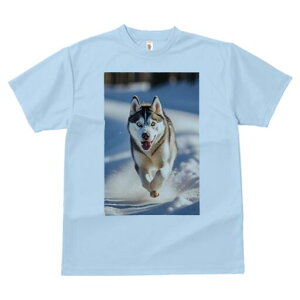 VxAnXL[ TVc  j[NfUCfB[X t@  t vg lJWA 킢 lԗp Mtg I ҏ΍  VxAnXL[