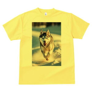 VxAnXL[ TVc  j[NfUCfB[X t@  t vg lJWA 킢 lԗp Mtg I ҏ΍  VxAnXL[