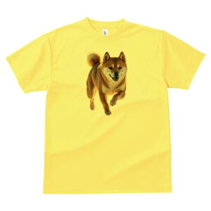 Č TVc  j[NfUCfB[X t@  t vg lJWA 킢 lԗp Mtg I ҏ΍ Č