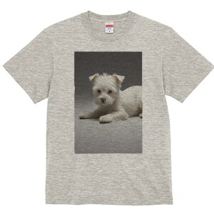 EGXgnChzCgeA TVc  j[NfUCfB[X t@  t vg lJWA 킢 lԗp Mtg I ҏ΍ EGXgnChz