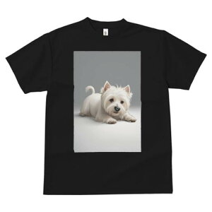 EGXgnChzCgeA TVc  j[NfUCfB[X t@  t vg lJWA 킢 lԗp Mtg I ҏ΍ EGXgnChz