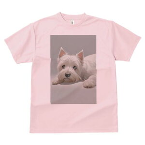 EGXgnChzCgeA TVc  j[NfUCfB[X t@  t vg lJWA 킢 lԗp Mtg I ҏ΍ EGXgnChz