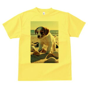 WbNbZeA TVc  j[NfUCfB[X t@  t vg lJWA 킢 lԗp Mtg I ҏ΍ r[` WbNbZeA 