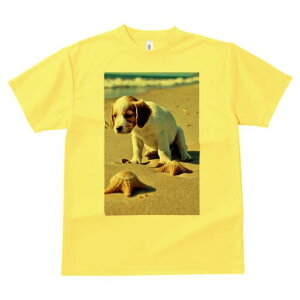 LoA TVc  j[NfUCfB[X t@  t vg lJWA 킢 lԗp Mtg I ҏ΍ r[` LoA C l g