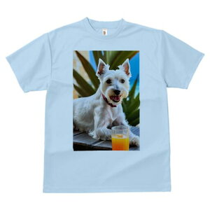 EGXgnChzCgeA TVc  j[NfUCfB[X t@  t vg lJWA 킢 lԗp Mtg I ҏ΍ W[X EGXgnC