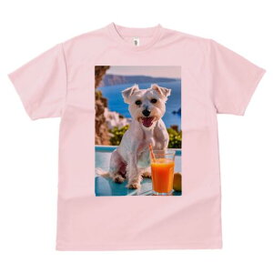 EGXgnChzCgeA TVc  j[NfUCfB[X t@  t vg lJWA 킢 lԗp Mtg I ҏ΍ W[X EGXgnC