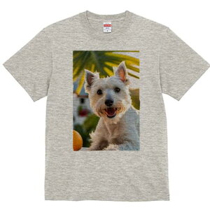 EGXgnChzCgeA TVc  j[NfUCY LbY t@  t vg lJWA 킢 lԗp Mtg I ҏ΍ IW EGXg