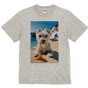 EGXgnChzCgeA TVc  j[NfUCfB[X t@  t vg lJWA 킢 lԗp Mtg I ҏ΍ r[` EGXgnC