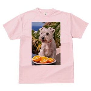 EGXgnChzCgeA TVc  j[NfUCfB[X t@  t vg lJWA 킢 lԗp Mtg I ҏ΍ IW EGXgnC