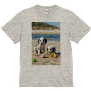 _VA TVc  j[NfUCfB[X t@  t vg lJWA 킢 lԗp Mtg I ҏ΍ r[` _VA C  