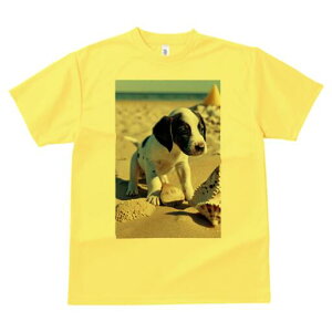 _VA TVc  j[NfUCfB[X t@  t vg lJWA 킢 lԗp Mtg I ҏ΍ r[` _VA C  Lk