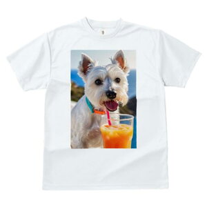 EGXgnChzCgeA TVc  j[NfUCfB[X t@  t vg lJWA 킢 lԗp Mtg I ҏ΍ ݕ EGXgnC