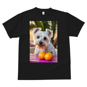 EGXgnChzCgeA TVc  j[NfUCfB[X t@  t vg lJWA 킢 lԗp Mtg I ҏ΍  EGXgnC