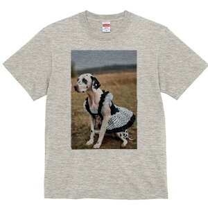 _VA TVc  j[NfUCfB[X t@  t vg lJWA 킢 lԗp Mtg I ҏ΍  _VA hbOEFA RX`[