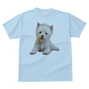 EGXgnChzCgeA TVc  j[NfUCfB[X t@  t vg lJWA 킢 lԗp Mtg I ҏ΍ EGXgnChz