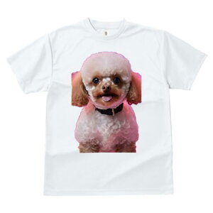 gCv[h TVc  j[NfUCfB[X t@  t vg lJWA 킢 lԗp Mtg I ҏ΍  gCv[h