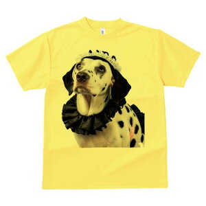 _VA TVc  j[NfUCfB[X t@  t vg lJWA 킢 lԗp Mtg I ҏ΍ Ch _VA [X