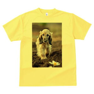 AtKnEh TVc  j[NfUCfB[X t@  t vg lJWA 킢 lԗp Mtg I ҏ΍  AtKnEh y