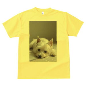 EGXgnChzCgeA TVc  j[NfUCfB[X t@  t vg lJWA 킢 lԗp Mtg I ҏ΍ EGXgnChz