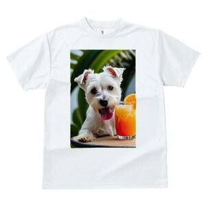 EGXgnChzCgeA TVc  j[NfUCfB[X t@  t vg lJWA 킢 lԗp Mtg I ҏ΍ W[X EGXgnC