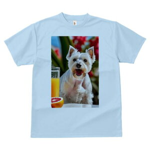 EGXgnChzCgeA TVc  j[NfUCfB[X t@  t vg lJWA 킢 lԗp Mtg I ҏ΍ W[X EGXgnC