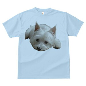 EGXgnChzCgeA TVc  j[NfUCfB[X t@  t vg lJWA 킢 lԗp Mtg I ҏ΍ 킢 EGXgnC