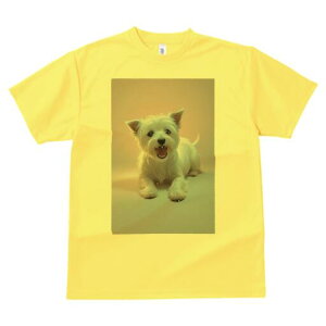 EGXgnChzCgeA TVc  j[NfUCfB[X t@  t vg lJWA 킢 lԗp Mtg I ҏ΍ EGXgnChz