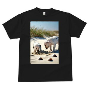 _VA TVc  j[NfUCfB[X t@  t vg lJWA 킢 lԗp Mtg I ҏ΍ r[` _VA C  