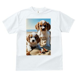 LoA,RbJ[XpjG TVc  j[NfUCfB[X t@  t vg lJWA 킢 lԗp Mtg I ҏ΍ r[` LoA,RbJ