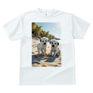 _VA TVc  j[NfUCfB[X t@  t vg lJWA 킢 lԗp Mtg I ҏ΍ r[` _VA C  z