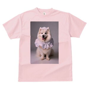 TGh TVc  j[NfUCfB[X t@  t vg lJWA 킢 lԗp Mtg I ҏ΍ t TGh Xq