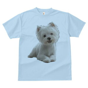 EGXgnChzCgeA TVc  j[NfUCfB[X t@  t vg lJWA 킢 lԗp Mtg I ҏ΍ 킢 EGXgnC