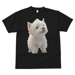 EGXgnChzCgeA TVc  j[NfUCfB[X t@  t vg lJWA 킢 lԗp Mtg I ҏ΍  EGXgnCh