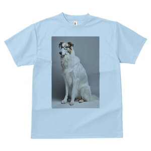 {]C TVc  j[NfUCfB[X t@  t vg lJWA 킢 lԗp Mtg I ҏ΍ Kl {]C