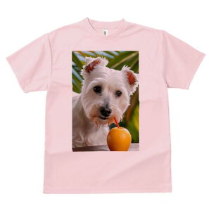 EGXgnChzCgeA TVc  j[NfUCfB[X t@  t vg lJWA 킢 lԗp Mtg I ҏ΍ IW EGXgnC