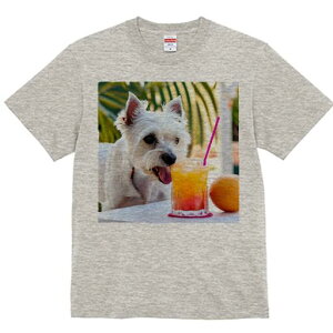 EGXgnChzCgeA TVc  j[NfUCfB[X t@  t vg lJWA 킢 lԗp Mtg I ҏ΍ W[X EGXgnC