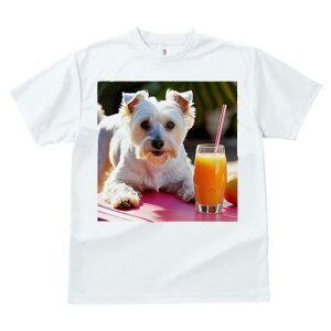 EGXgnChzCgeA TVc  j[NfUCfB[X t@  t vg lJWA 킢 lԗp Mtg I ҏ΍ W[X EGXgnC