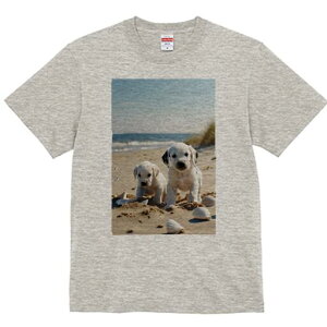 _VA TVc  j[NfUCfB[X t@  t vg lJWA 킢 lԗp Mtg I ҏ΍ r[` _VA C  Lk