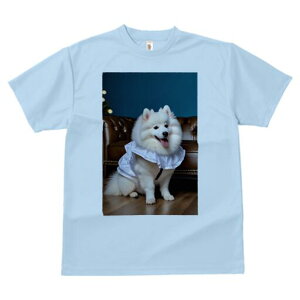 JapaneseSpitz TVc  j[NfUCfB[X t@  t vg lJWA 킢 lԗp Mtg I ҏ΍ \t@ JapaneseSpitz wi