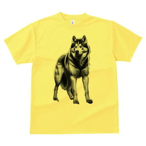 nXL[ TVc  j[NfUCfB[X t@  t vg lJWA 킢 lԗp Mtg I ҏ΍ nXL[