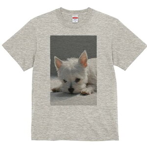 EGXgnChzCgeA TVc  j[NfUCfB[X t@  t vg lJWA 킢 lԗp Mtg I ҏ΍ EGXgnChz