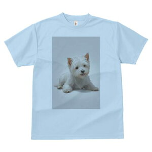 EGXgnChzCgeA TVc  j[NfUCfB[X t@  t vg lJWA 킢 lԗp Mtg I ҏ΍ EGXgnChz