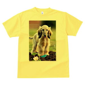 AtKnEh TVc  j[NfUCfB[X t@  t vg lJWA 킢 lԗp Mtg I ҏ΍  AtKnEh  y