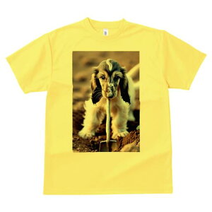 AtKnEh TVc  j[NfUCfB[X t@  t vg lJWA 킢 lԗp Mtg I ҏ΍ Vx AtKnEh y